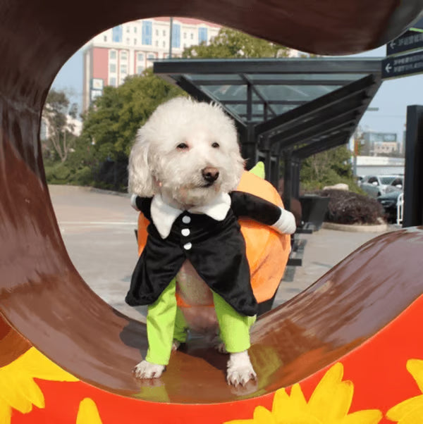 🎃Dog & Cat Pumpkin Halloween Costume